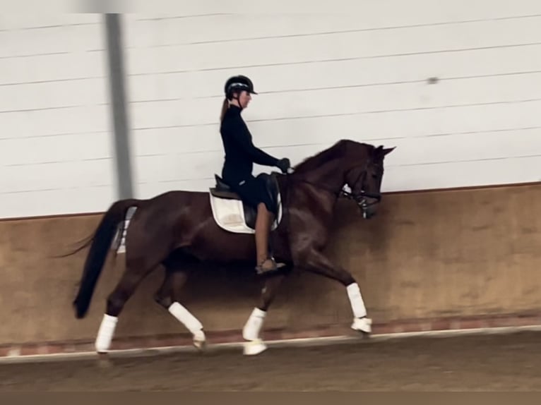 Oldenburg Mare 6 years 16,1 hh Chestnut in Lohne (Oldenburg)
