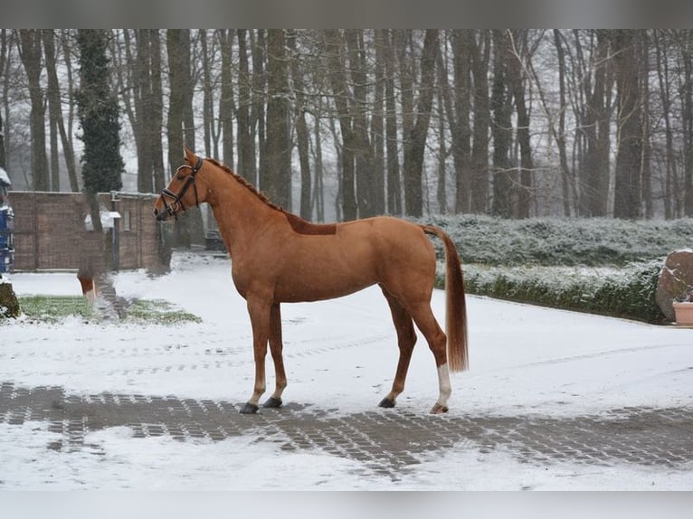 Oldenburg Mare 6 years 16,1 hh Chestnut-Red in Visbek