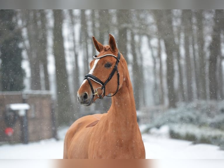 Oldenburg Mare 6 years 16,1 hh Chestnut-Red in Visbek