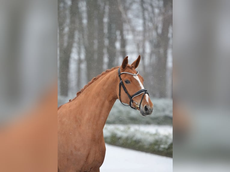 Oldenburg Mare 6 years 16,1 hh Chestnut-Red in Visbek