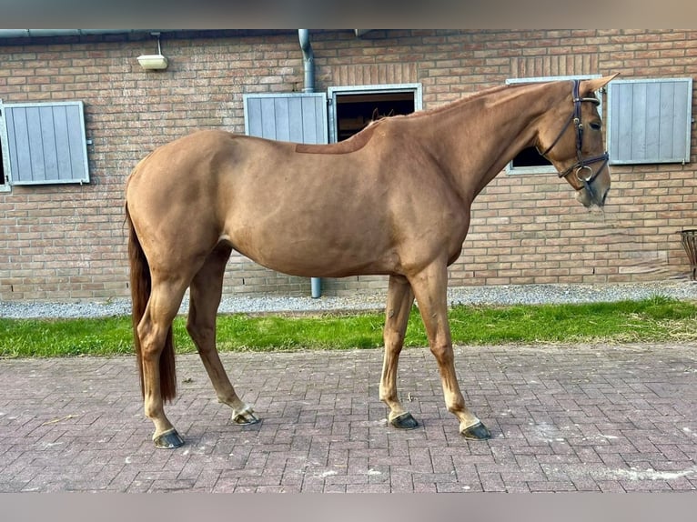 Oldenburg Mare 6 years 16,1 hh Chestnut-Red in Bladel