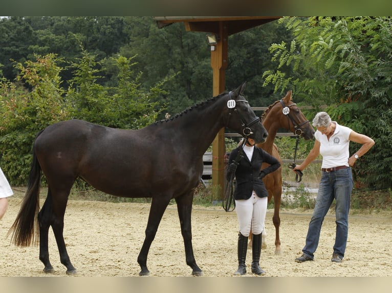 Oldenburg Mare 6 years 16,1 hh Gray-Dark-Tan in Langerwehe