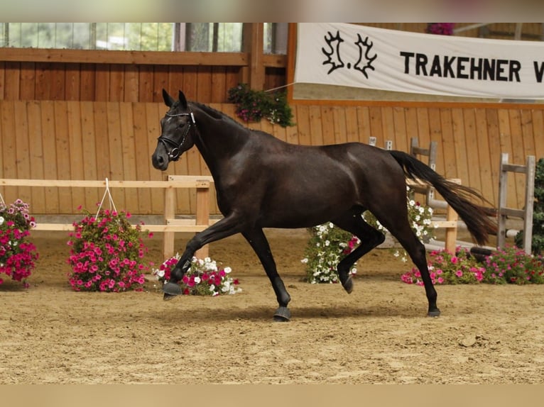 Oldenburg Mare 6 years 16,1 hh Gray-Dark-Tan in Langerwehe