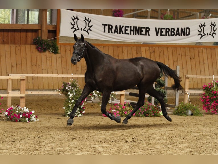 Oldenburg Mare 6 years 16,1 hh Gray-Dark-Tan in Langerwehe