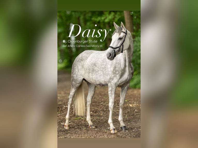 Oldenburg Mare 6 years 16.1 hh Grey-Dapple in Griesheim