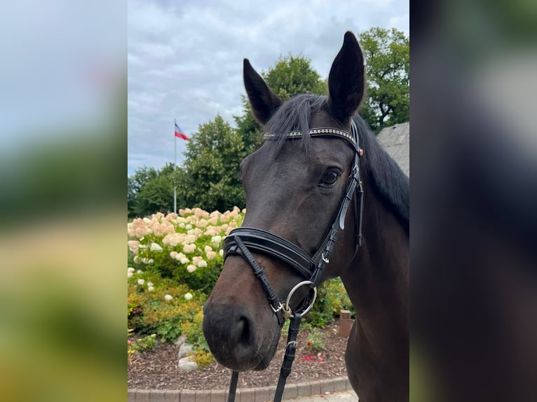 Oldenburg Mare 6 years 16,1 hh Smoky-Black in Büchsenschiken