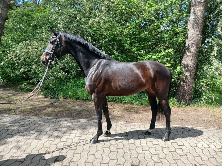 Oldenburg Mare 6 years 16.2 hh Bay-Dark in Kirchdorf