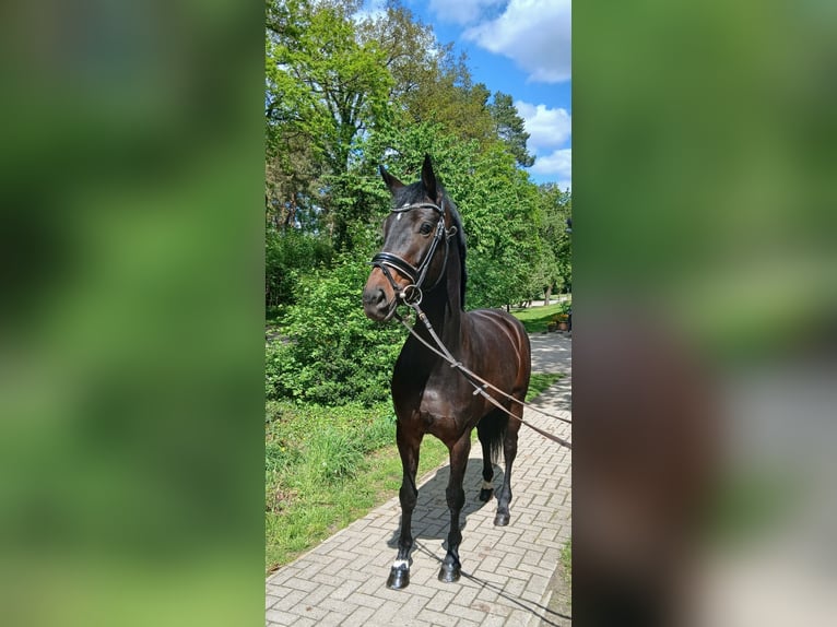 Oldenburg Mare 6 years 16.2 hh Bay-Dark in Kirchdorf