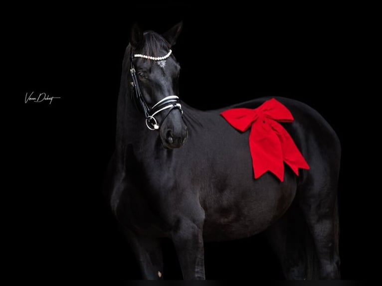 Oldenburg Mare 6 years 16,2 hh Black in Reichertsheim