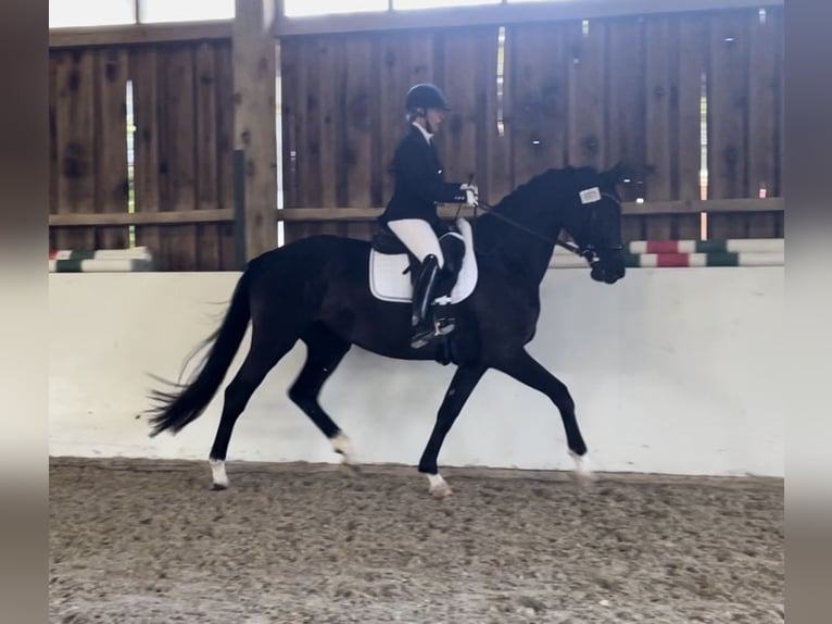 Oldenburg Mare 6 years 16,2 hh Black in Reichertsheim