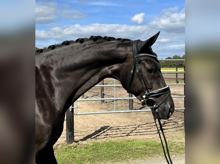 Oldenburg Mare 6 years 16,2 hh Black in Löningen