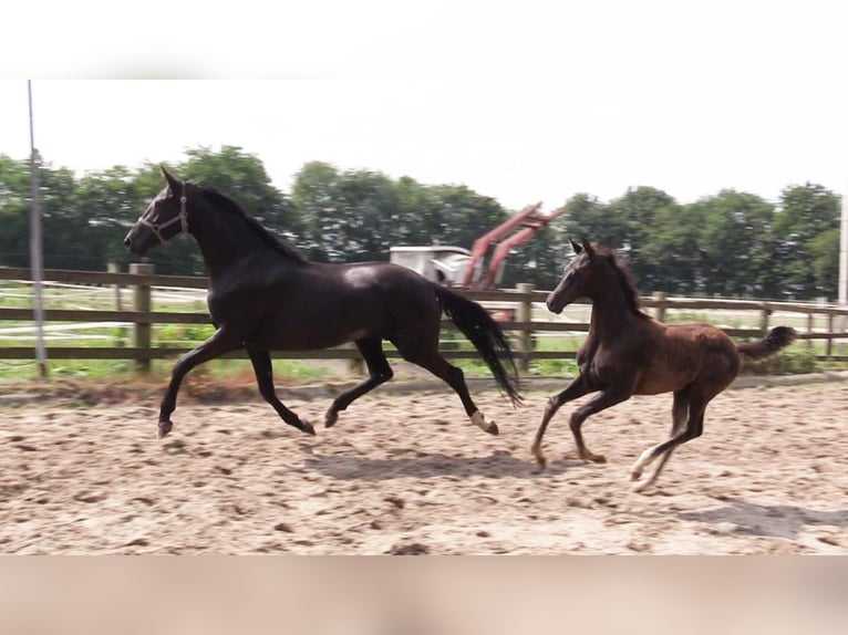 Oldenburg Mare 6 years 16,2 hh Black in Cloppenburg