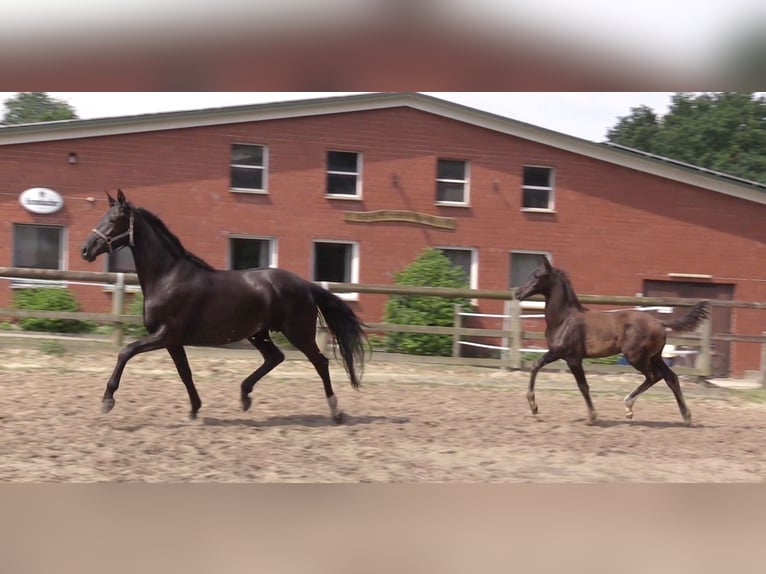 Oldenburg Mare 6 years 16,2 hh Black in Cloppenburg