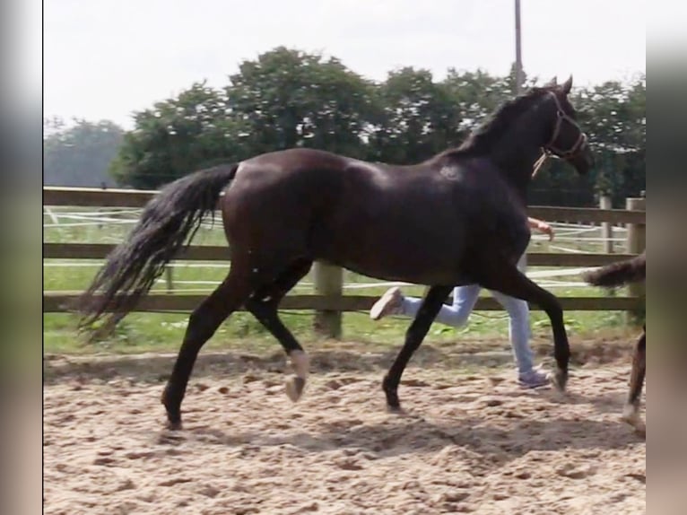 Oldenburg Mare 6 years 16,2 hh Black in Cloppenburg