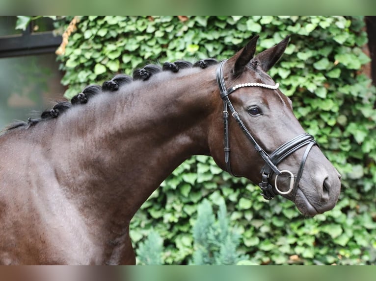 Oldenburg Mare 6 years 16.2 hh Black in Niederkassel