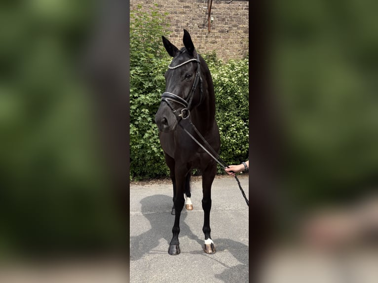Oldenburg Mare 6 years 16.2 hh Black in Niederkassel