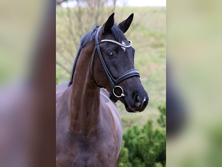 Oldenburg Mare 6 years 16,2 hh Black in Werder