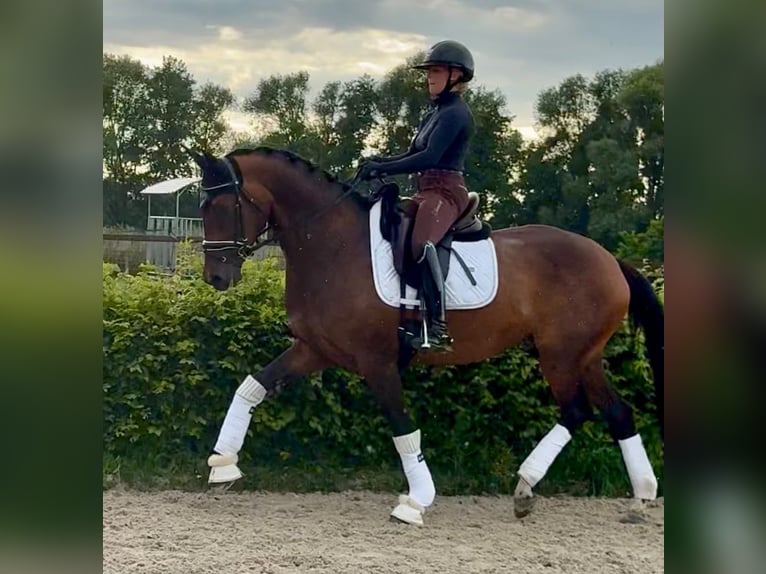 Oldenburg Mare 6 years 16.2 hh Brown in MilternTangermünde