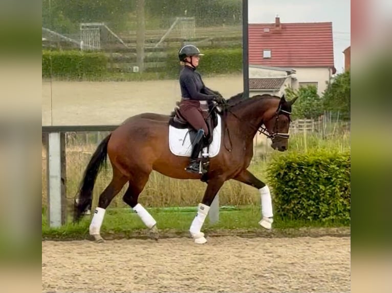Oldenburg Mare 6 years 16.2 hh Brown in MilternTangermünde