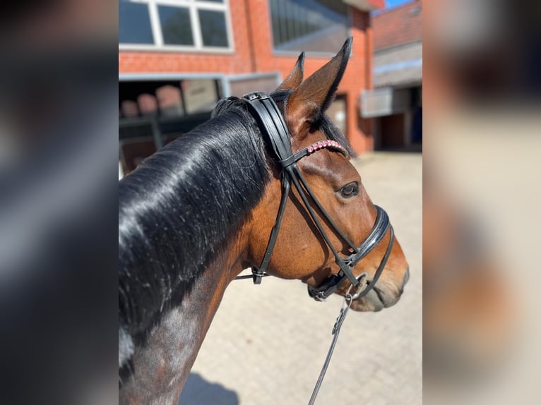 Oldenburg Mare 6 years 16.2 hh Brown in Georgsmarienhütte