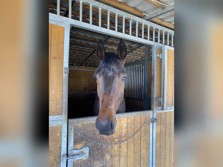 Oldenburg Mare 6 years 16,2 hh Brown in Kietz