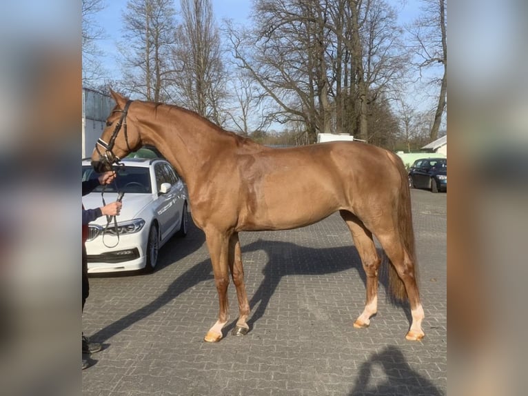 Oldenburg Mare 6 years 16,2 hh Chestnut-Red in Homberg (Ohm)
