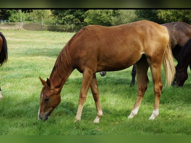 Oldenburg Mare 6 years 16,2 hh Chestnut-Red in Homberg (Ohm)