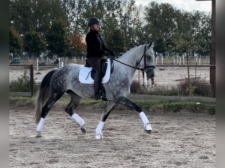 Oldenburg Mare 6 years 16,2 hh Grey-Dapple in Sch&#xF6;nwalde-Glien