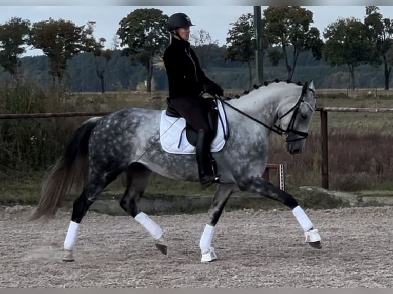 Oldenburg Mare 6 years 16,2 hh Grey-Dapple in Sch&#xF6;nwalde-Glien
