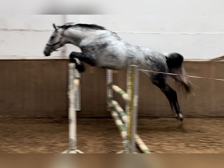 Oldenburg Mare 6 years 16,2 hh Grey-Dapple in Sch&#xF6;nwalde-Glien