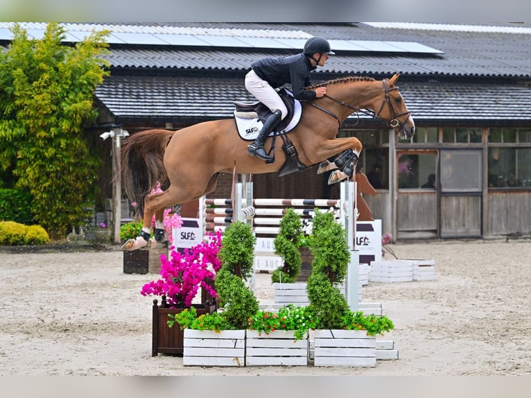Oldenburg Mare 6 years 16.2 hh  in Bladel