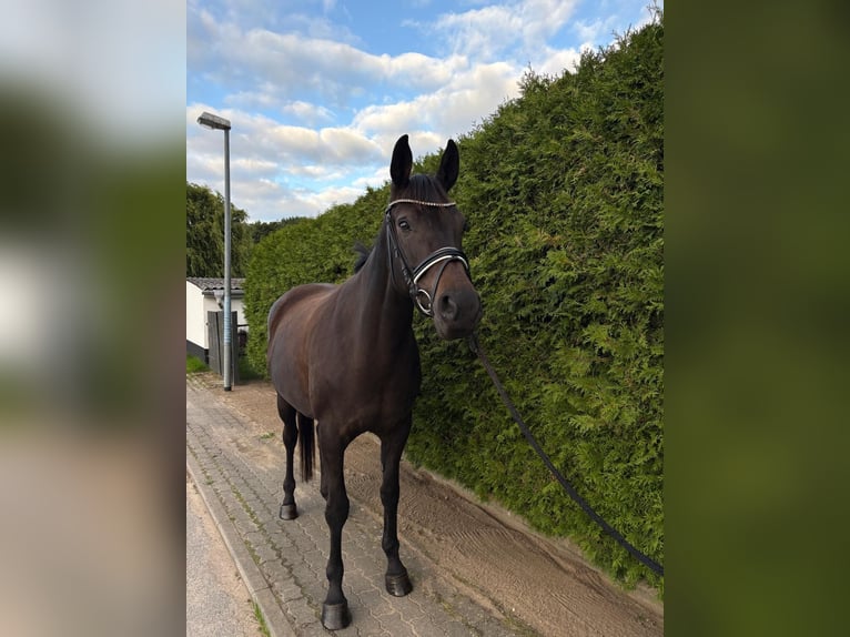 Oldenburg Mare 6 years 16.2 hh Smoky-Black in Wusterhusen