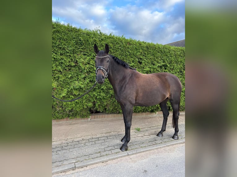 Oldenburg Mare 6 years 16.2 hh Smoky-Black in Wusterhusen