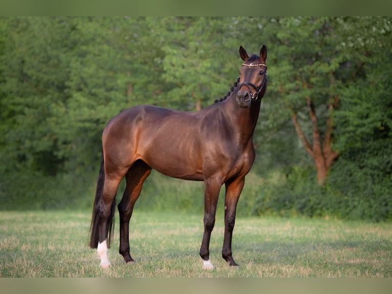 Oldenburg Mare 6 years 16,3 hh Bay-Dark in Ebenweiler