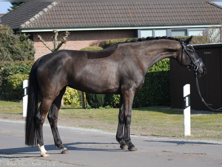 Oldenburg Mare 6 years 16.3 hh Black in Deinstedt