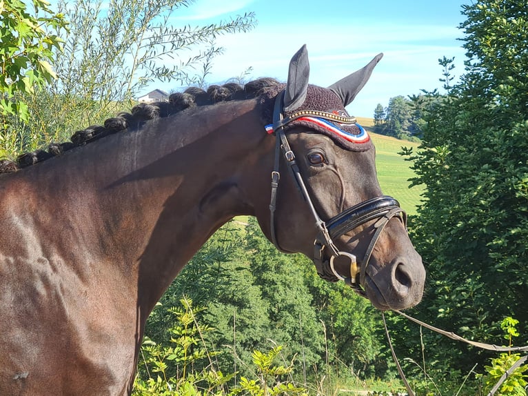 Oldenburg Mare 6 years 16,3 hh Black in Sankt Wolfgang