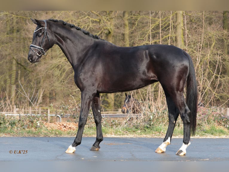 Oldenburg Mare 6 years 16,3 hh Black in Werne