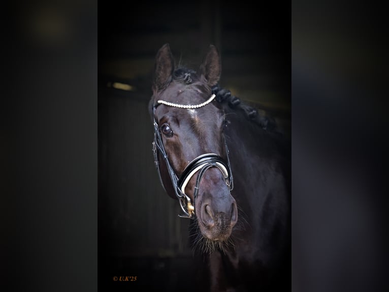 Oldenburg Mare 6 years 16,3 hh Black in Werne