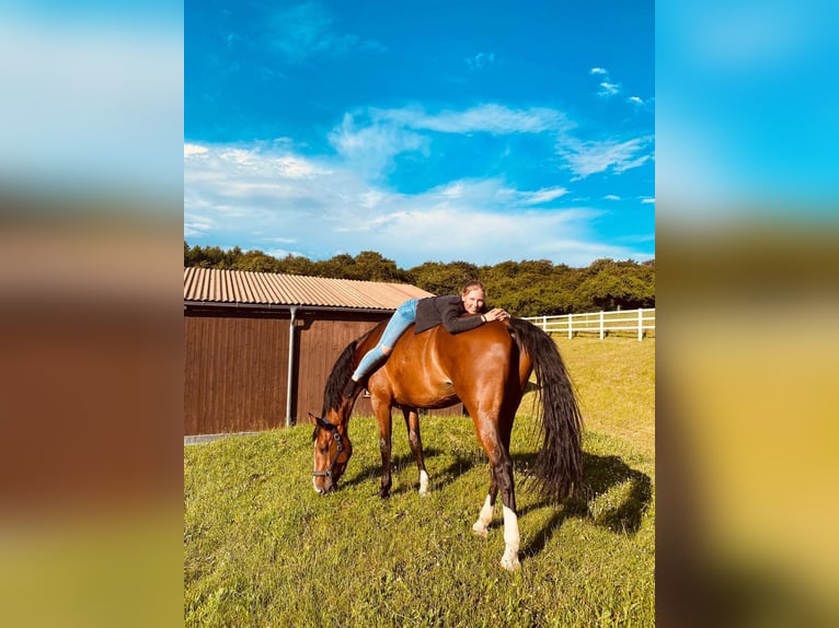 Oldenburg Mare 6 years 16,3 hh Brown in Gadebusch