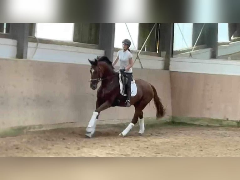 Oldenburg Mare 6 years 16,3 hh Chestnut in Saarbrücken