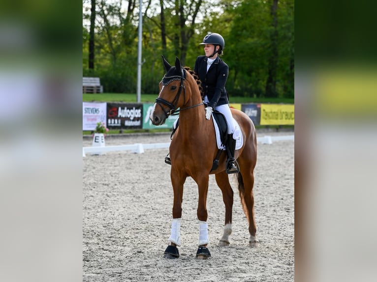 Oldenburg Mare 6 years 16.3 hh Chestnut-Red in Jever