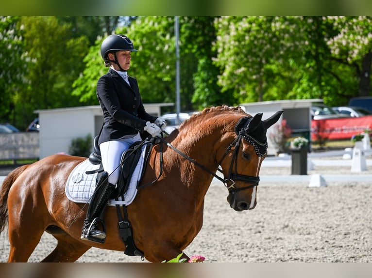 Oldenburg Mare 6 years 16.3 hh Chestnut-Red in Jever