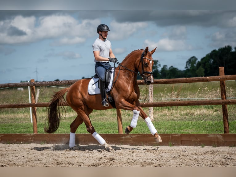 Oldenburg Mare 6 years 16.3 hh Chestnut-Red in Jever