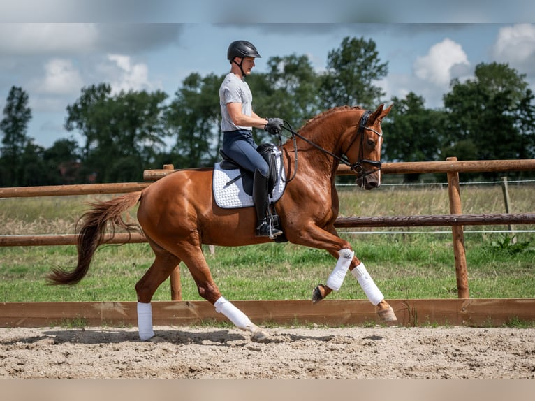 Oldenburg Mare 6 years 16.3 hh Chestnut-Red in Jever