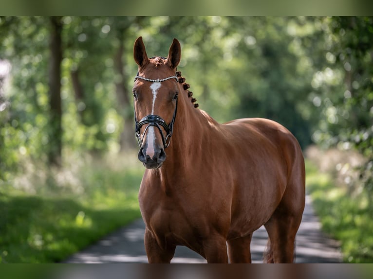 Oldenburg Mare 6 years 16.3 hh Chestnut-Red in Jever