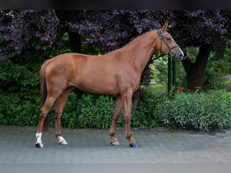 Oldenburg Mare 6 years 16.3 hh Chestnut-Red in Jever