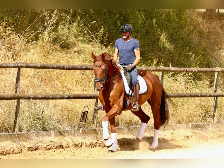 Oldenburg Mare 6 years 16.3 hh Chestnut-Red in Ober-Flörsheim
