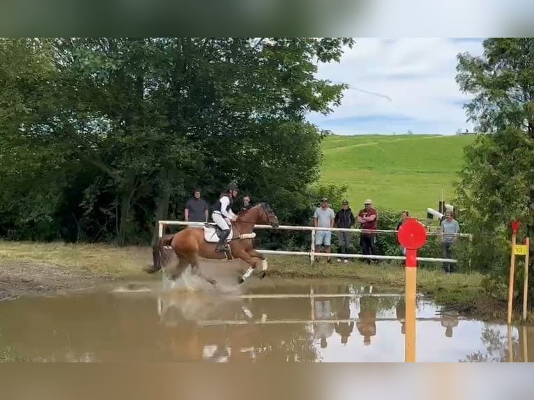 Oldenburg Mare 6 years 16,3 hh Chestnut-Red in Büttelborn