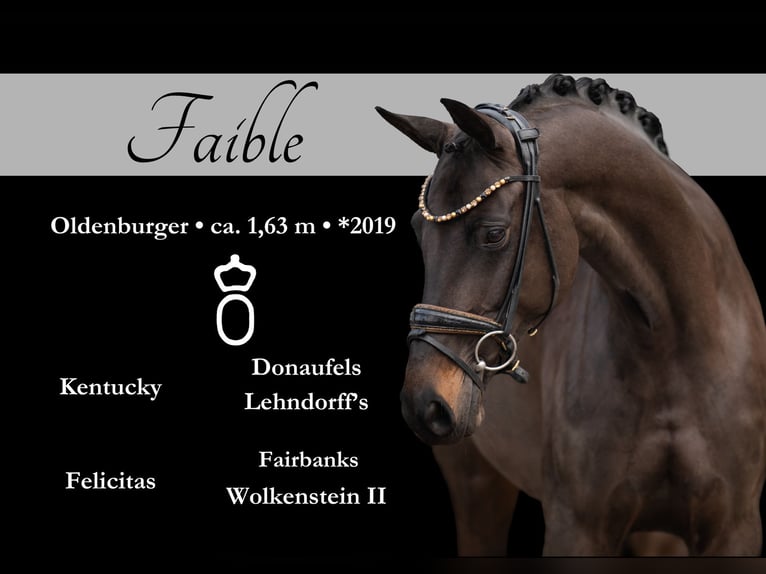 Oldenburg Mare 6 years 16 hh Bay-Dark in Wehringen