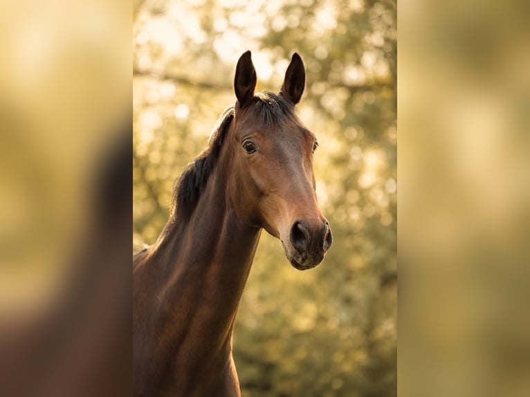 Oldenburg Mare 6 years 16 hh Bay-Dark in Burgwald